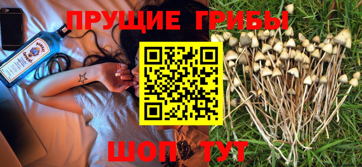 Галлюциногенные грибы GOLDEN TEACHER Новокуйбышевск